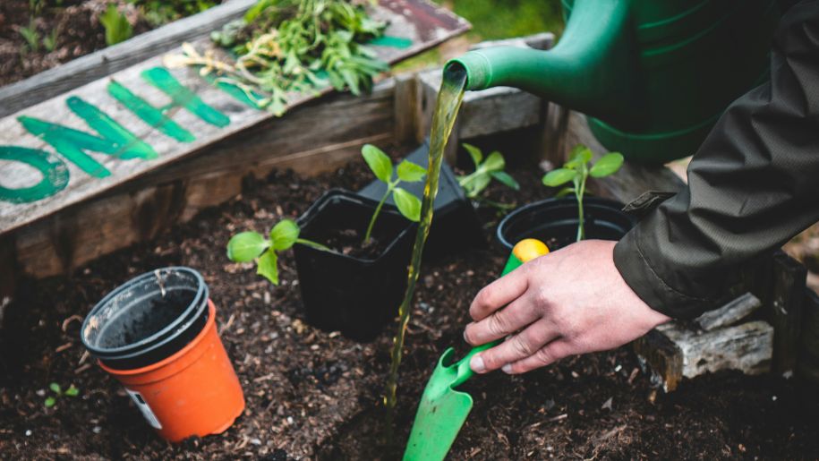 A green watering can and seedlings in pots in a garden.