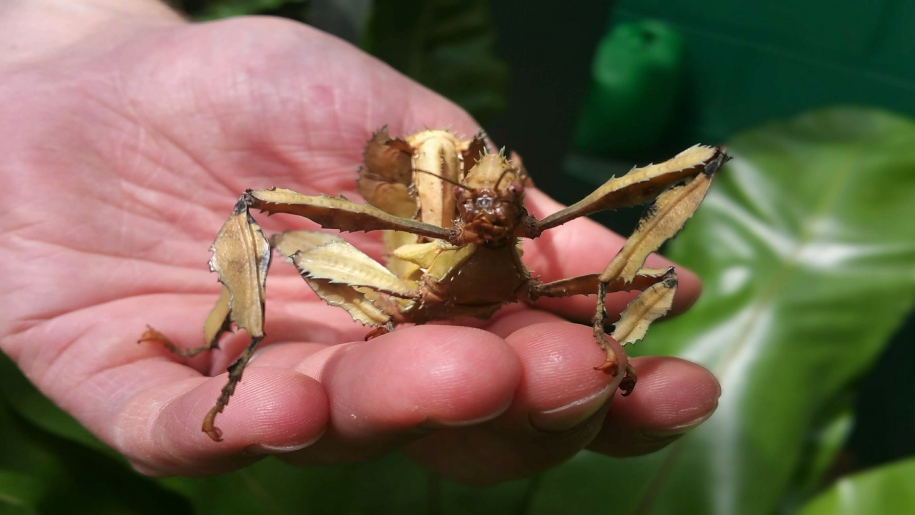 stick insect in a palm at Stratford Butterfly Farm