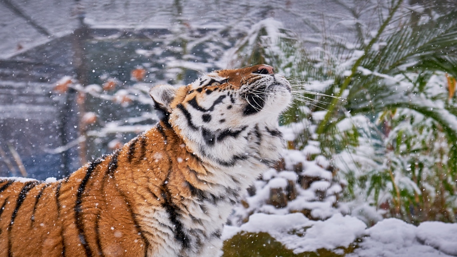 Paradise-Wildlife-park-tiger-in-snow