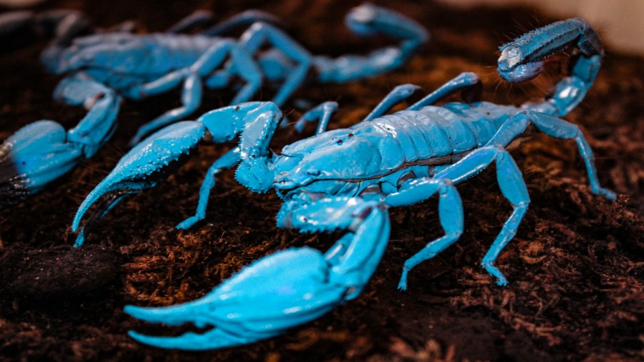 blue scorpion bug at Bugs zoo visit animals this summer
