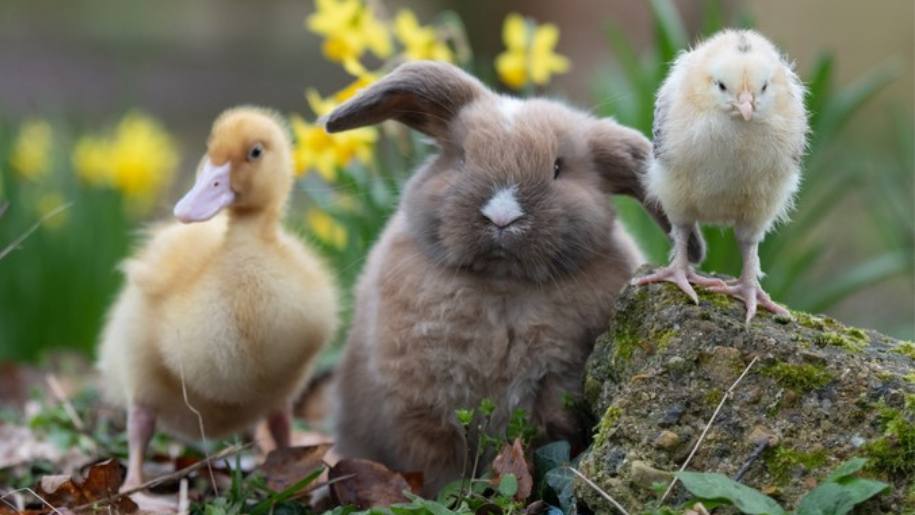 cute duck rabbit and chick at godstone farm visit animals this summer