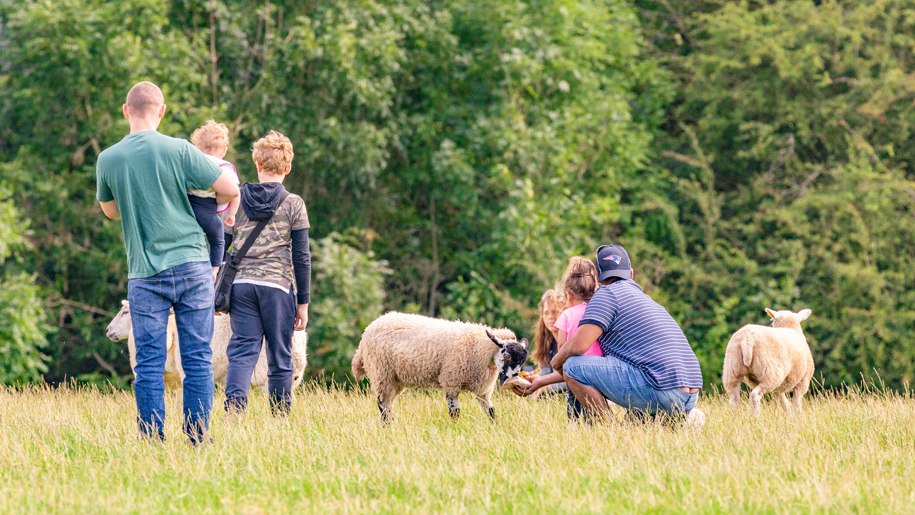 Families meeting sheep at Goodheart Summer Open Day