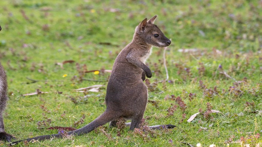 baby wallaby in field at Marwell Zoo visit animals this summer