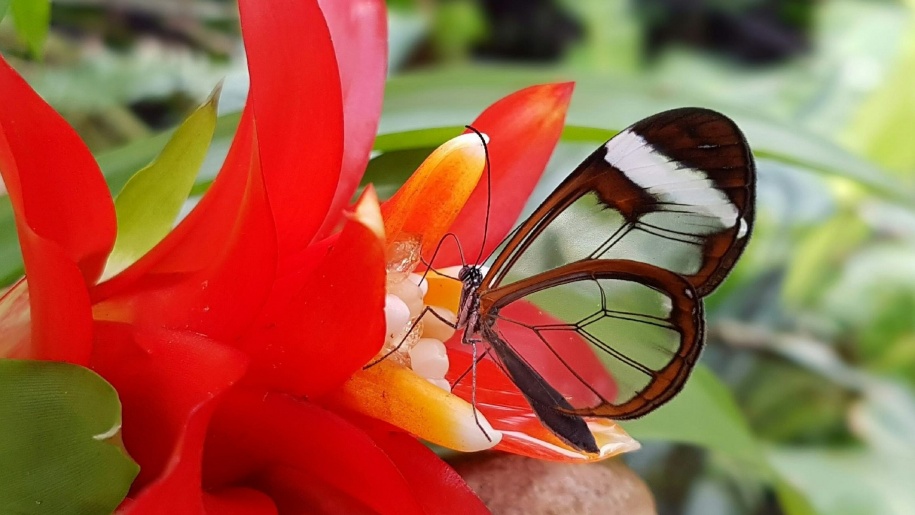 Glasswing butterfly at Stratford Butterfly Farm