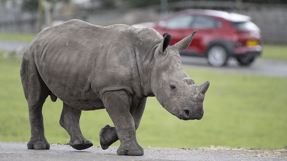 rhino at west midland safari park zoo visit animals this summer