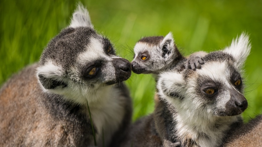 lemur family with baby at Woburn Safari park visit animals this summer