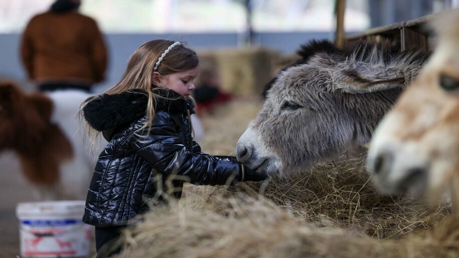 cute girl and donkey farm visit animals this summer