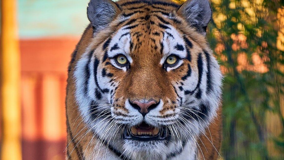 tiger at Paradise Wildlife Park Cam Whitnall