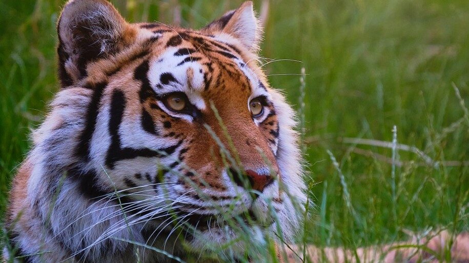 tiger Paradise Wildlife Park Cam Whitnall