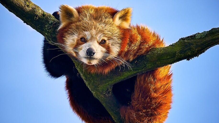 red panda in tree Paradise Wildlife Park