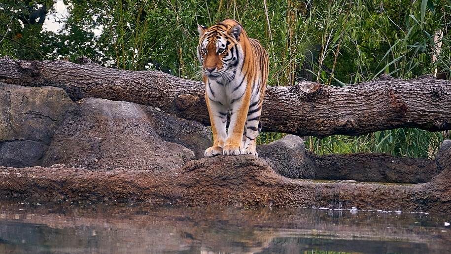 tiger looking at pool Paradise Wildlife