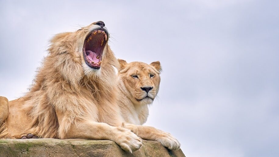 yawning lion Paradise Wildlife Park Cam Whitnall