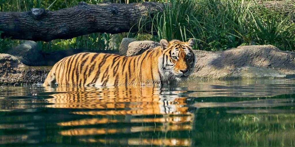tiger in water at Paradise Wildlife Park