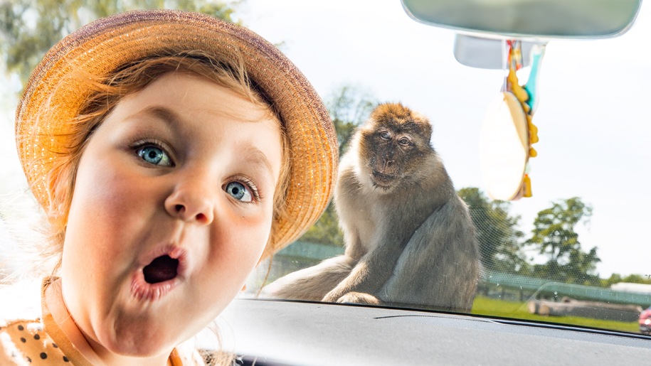 surprised girl and money on windscreen at Woburn Safari Park