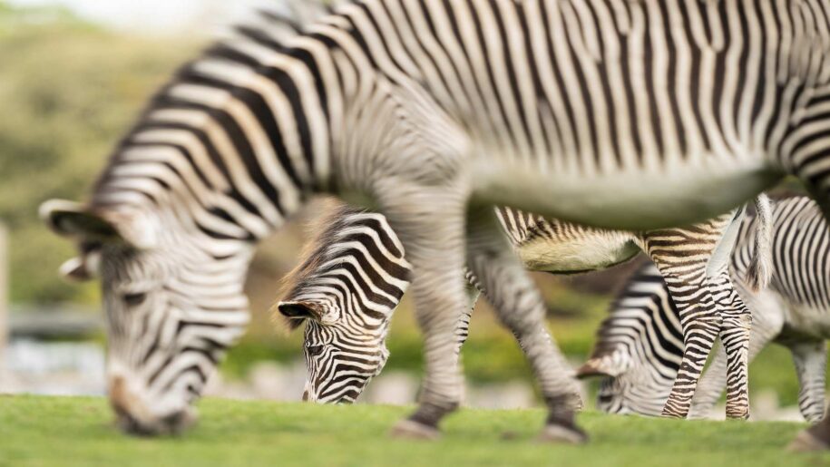 zebras eating grass at Marwell Zoo