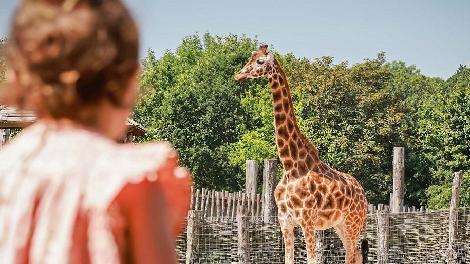 girl looking at a giraffe Marwell Zoo