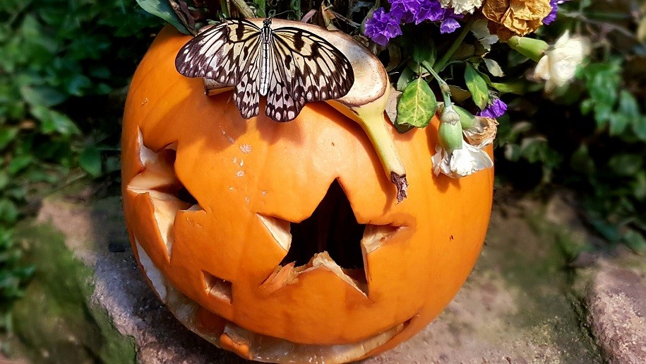 Butterfly sitting on Halloween pumpkin at Stratford Butterfly Farm.