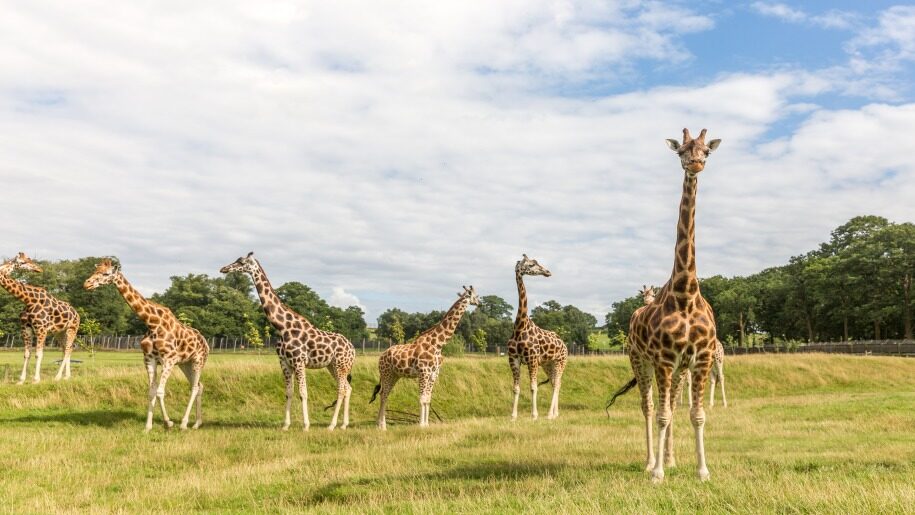 herd of giraffes at Woburn Safari Park