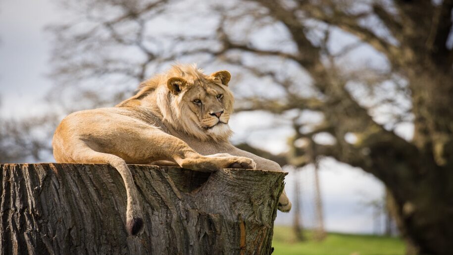 lion on a rock at Woburn Safari Park