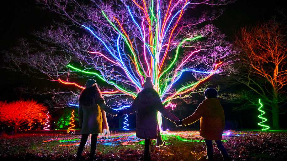 Illuminated tree Delamere Forest
