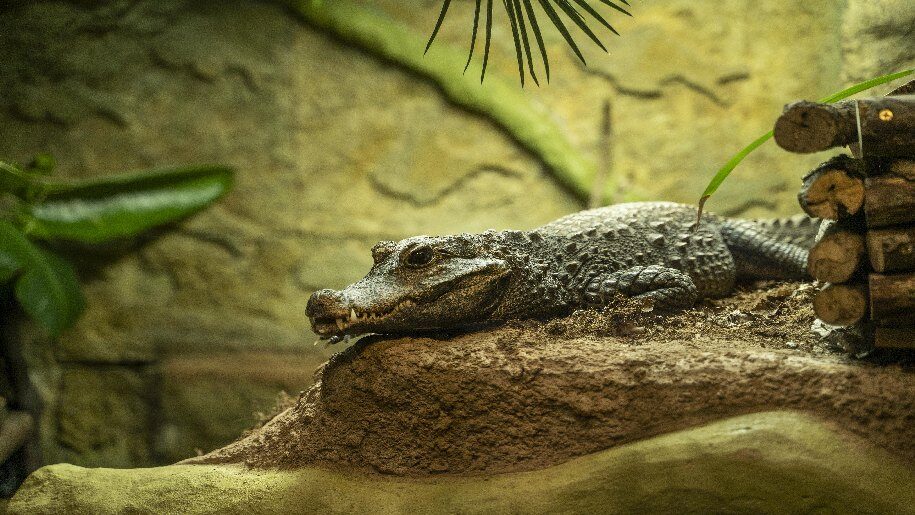 Paradise Wildlife Park - Crocodile on rock