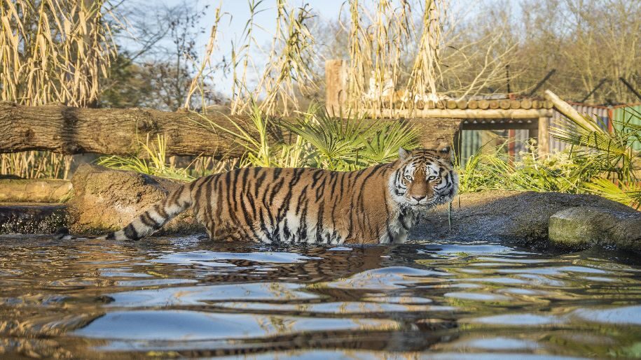 Paradise Wildlife Park - Tiger standing in water