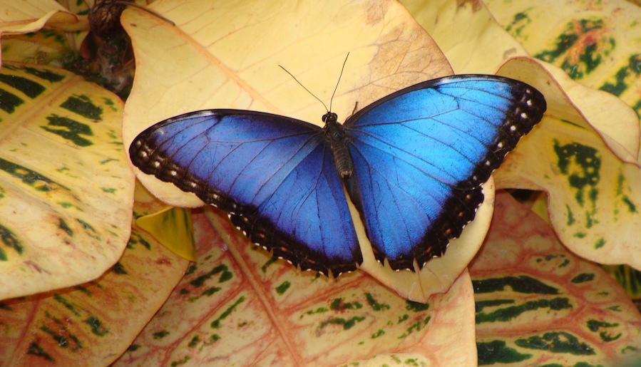 blue butterfly Lakeland wildlife