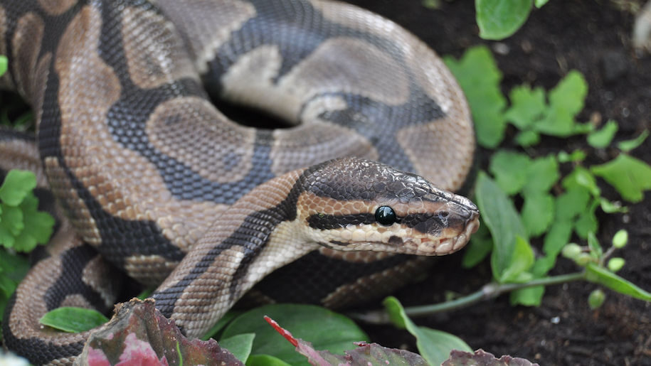 Snake at Lakeland Wildlife Oasis