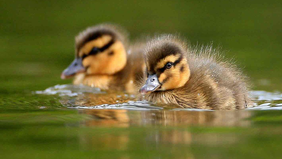 WWT Arundel Wetland Centre - Two ducklings in water