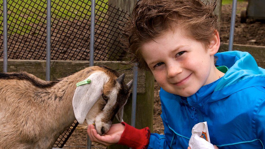 Kent Life - Goats - boy feeding a goat