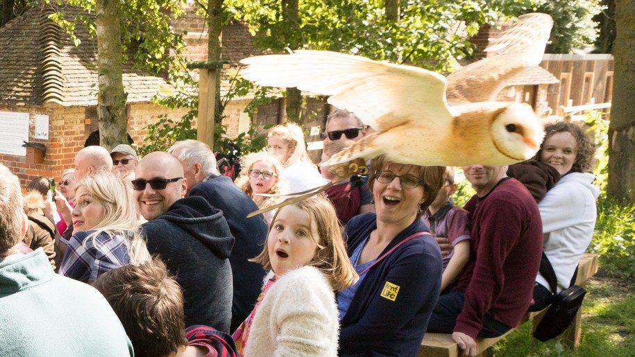 Kent Life - Owl Flying - visitors watching an owl flying overhead