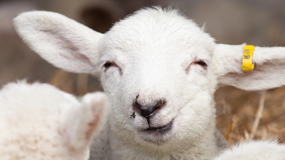 Kent Life - Smiley Lamb