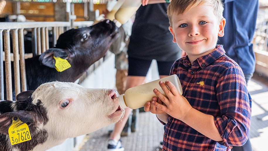 Longdown Activity Farm - Boy bottle feeding calf