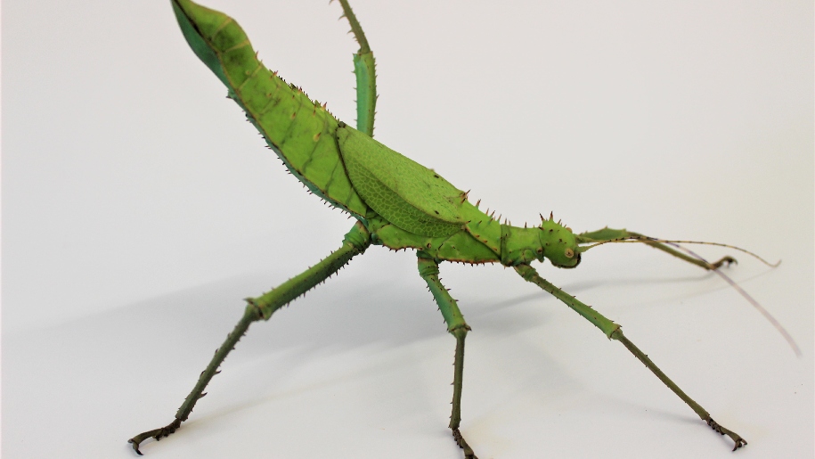 BugzUK - Green cricket