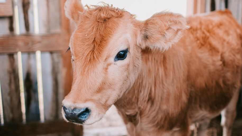 cute cow at farm