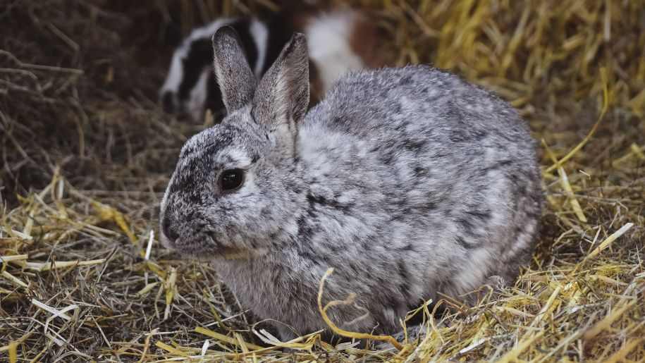 cute rabbit on farm
