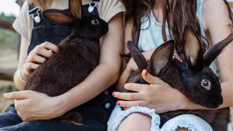 cute rabbits with girls on farm