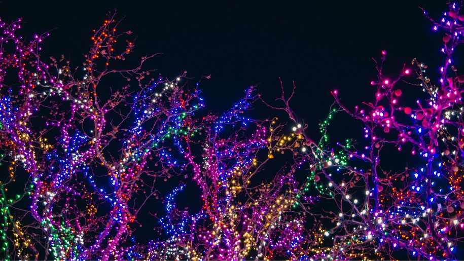 colourful christmas lights on trees