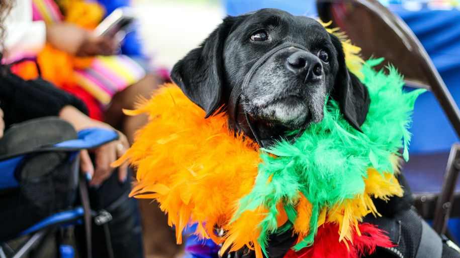 colourful dog at circus carnival funfair