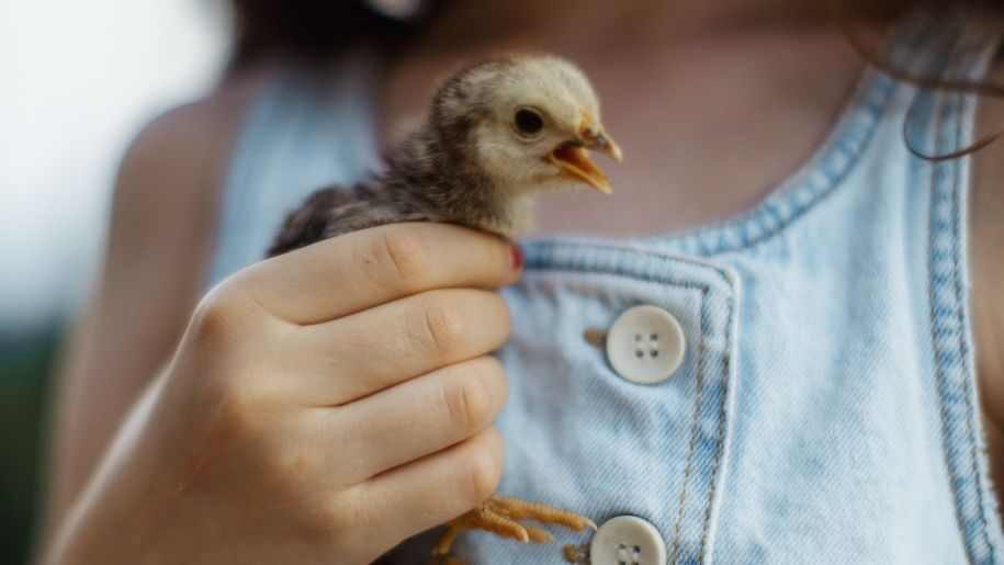 girl holding baby chick
