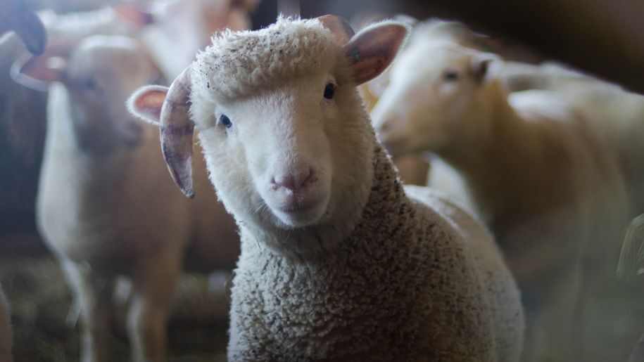cute sheep lamb farm