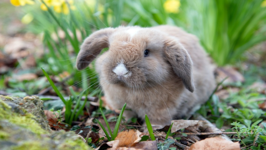 Godstone Farm cute fluffy bunny in grass