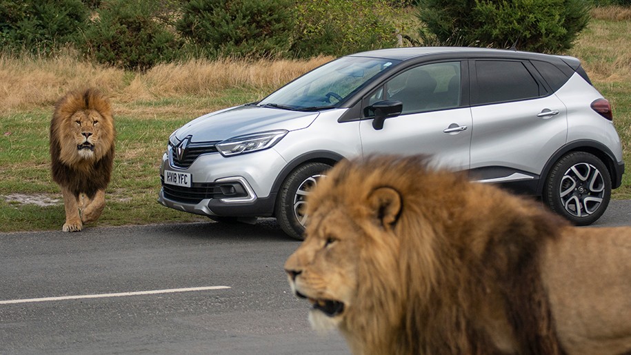 A silver car driving past a lion at West Midland Safari Park in Worcestershire.