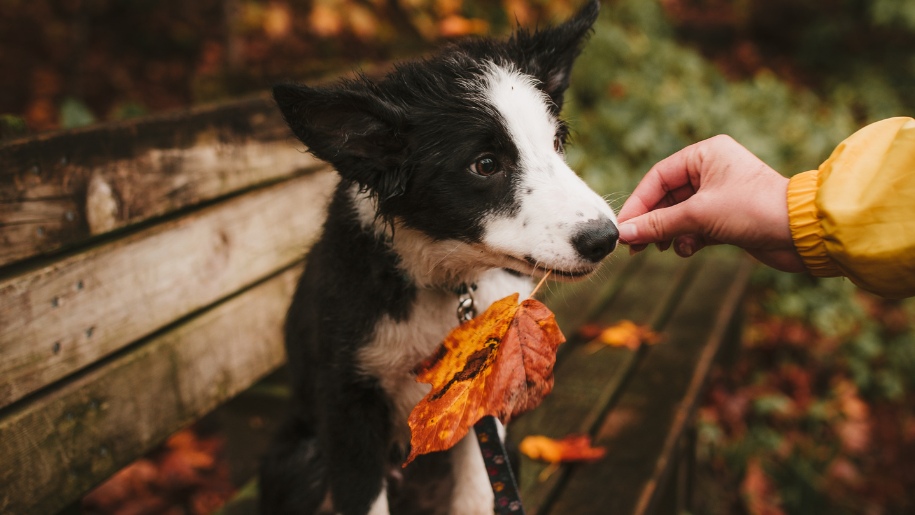 black and white puppy with autumn leaf