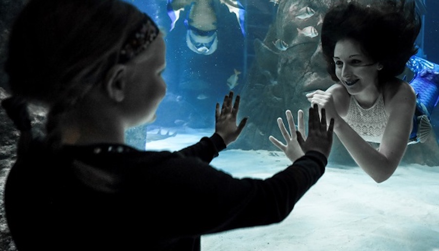 Sea Life Manchester with child hands out to mermaid in tank