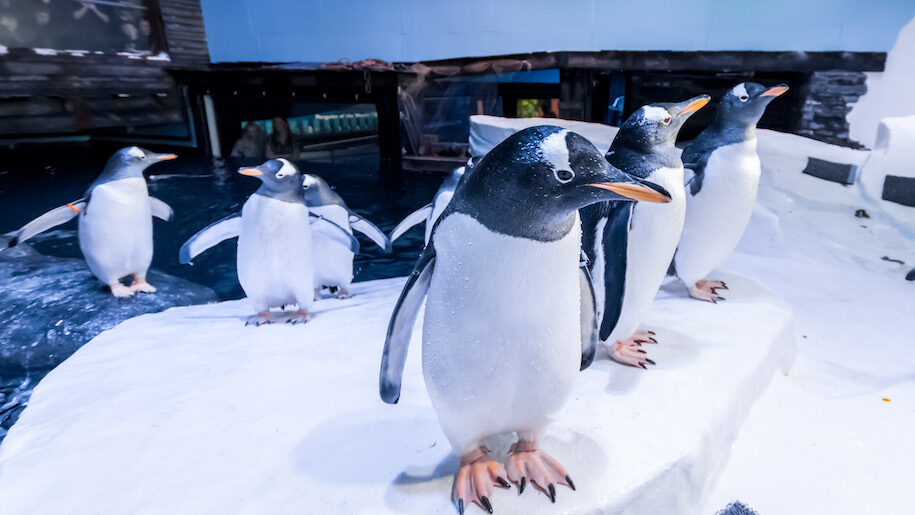 Group of penguins in snow at The Deep in Hull