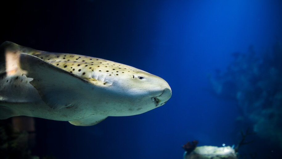One zebra shark swimming in blue water at the Deep in Hull