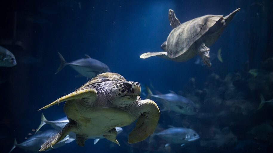 Two turtles swimming in blue water at The Deep in Hull