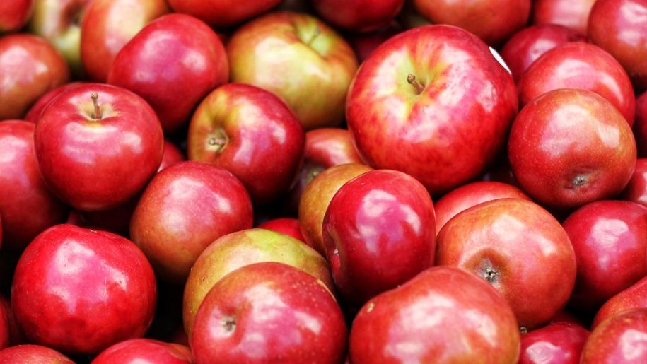 Apples at harvest time.