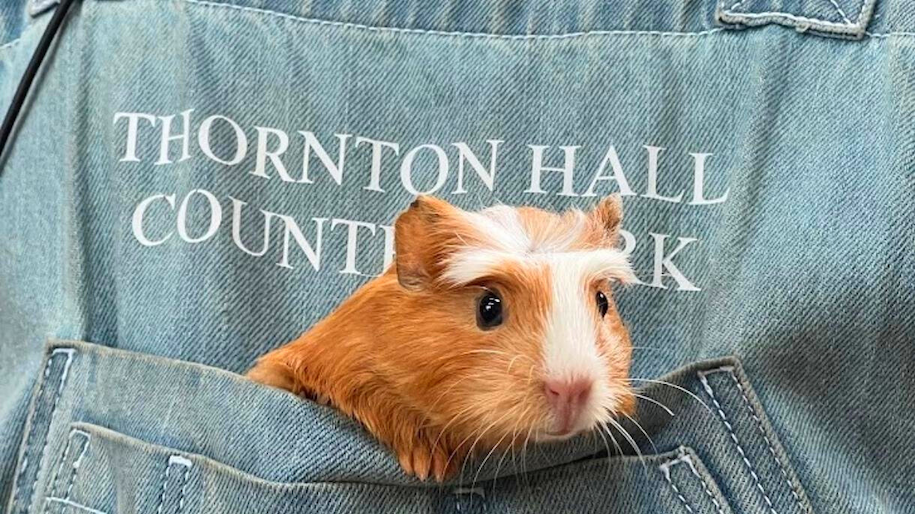 Guinea Pig in shirt pocket at Thornton Hall Country Park and Farm